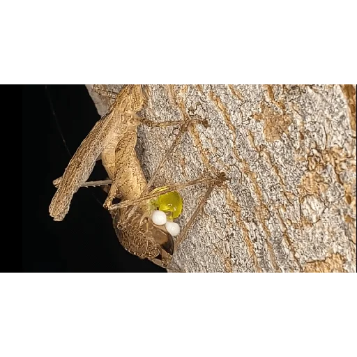 Стикер Piskatarakanag - 1