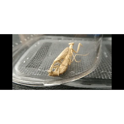 Стикер Piskatarakanag - 1