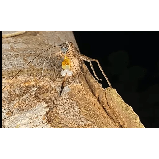 Sticker Piskatarakanag - 1