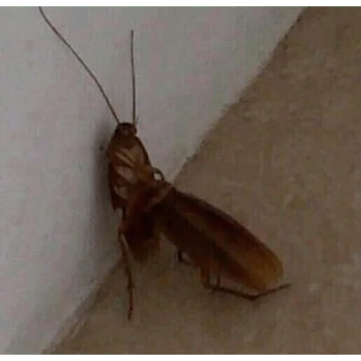 Sticker Piskatarakanag - 1