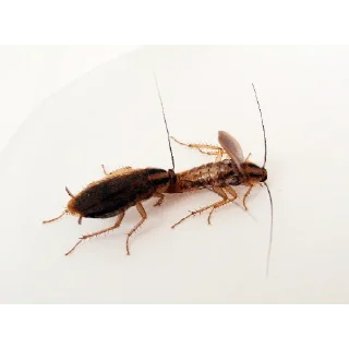 Стикер Жёсткие насекомые - 10