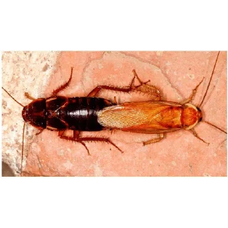 Стикер Жёсткие насекомые - 2