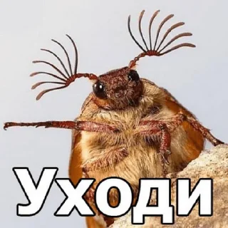 Стикер Жёсткие насекомые - 6