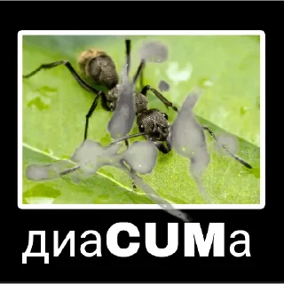 Стикер Жёсткие насекомые - 9