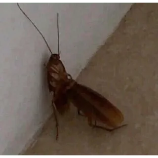 Стикер Жёсткие насекомые - 0