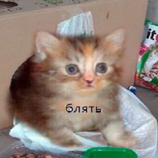 кошки малого и среднего размера кошачьи СМС