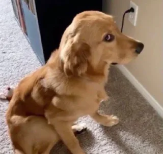 Стикер Pissed dog @woodvale - 10