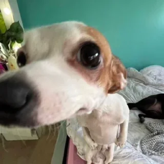 Стикер Pissed dog @woodvale - 6