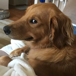 Стикер Pissed dog @woodvale - 11