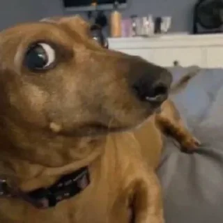 Стикер Pissed dog @woodvale - 8