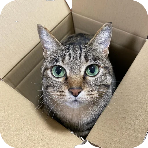 кошки малого и среднего размера усы кошачьи