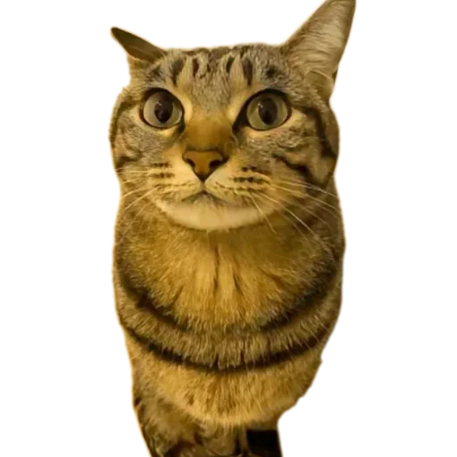 кошка животное млекопитающее