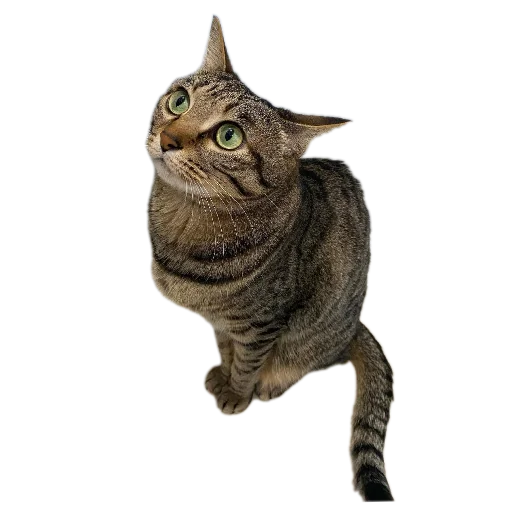 animal cat domestic cat