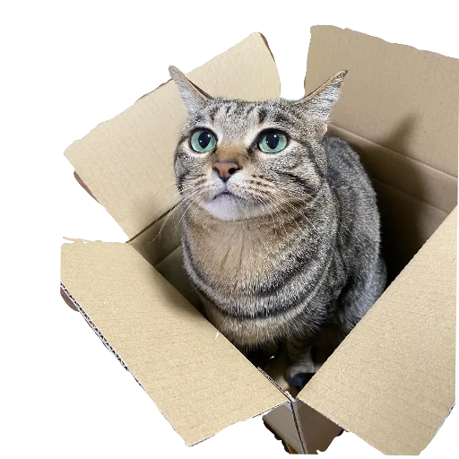 animal small to medium-sized cats felidae