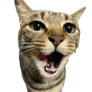 Стикер Mr penis - 8