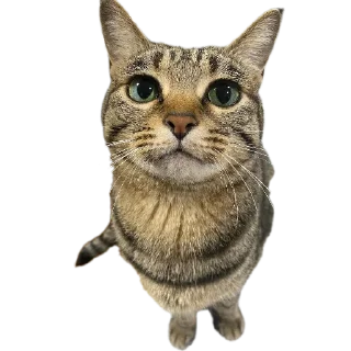 Стикер Mr penis - 11