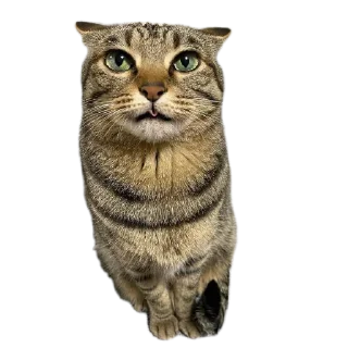 Стикер Mr penis - 4