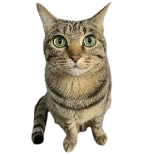 Стикер Mr penis - 6