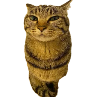 Стикер Mr penis - 3