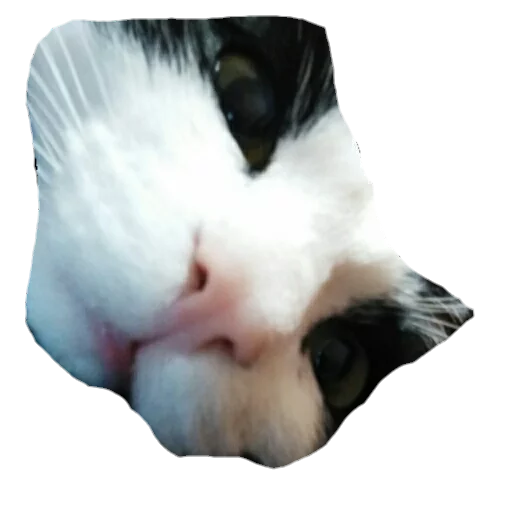 animal white domestic cat