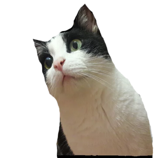 animal cat domestic cat