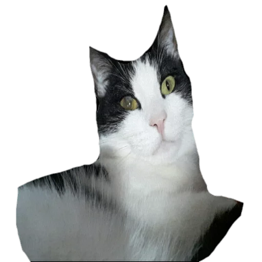 animal mammal domestic cat