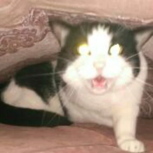 mammal cat small to medium-sized cats