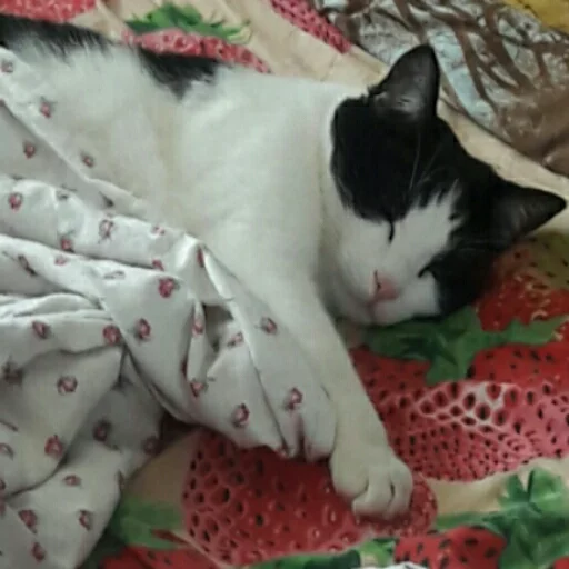 small to medium-sized cats felidae indoor