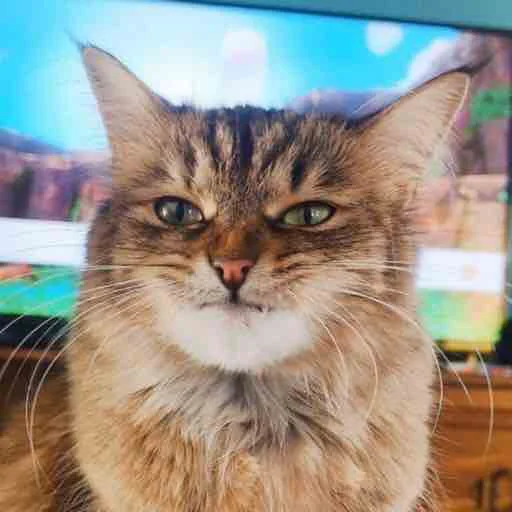 кошка животное млекопитающее