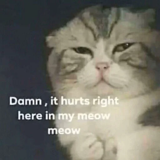 животное млекопитающее кошка