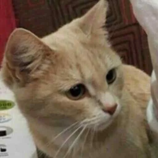 Pisya pack - животное