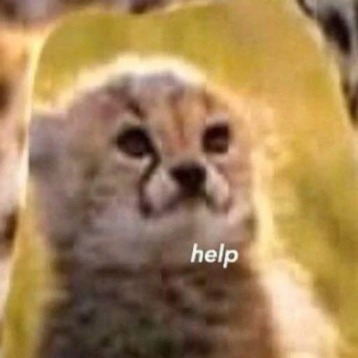 животное млекопитающее мех