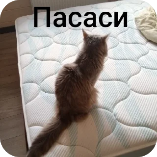 Sticker Тихон щовэл - 5