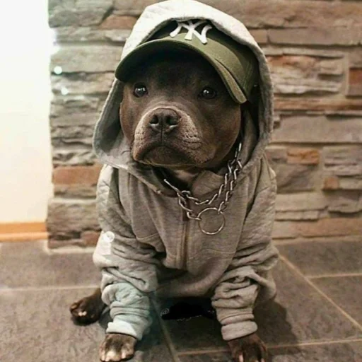 mammal dog breed animal