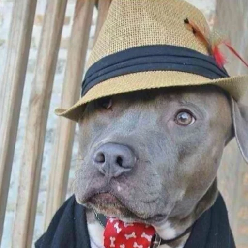 воротник млекопитающее ношение