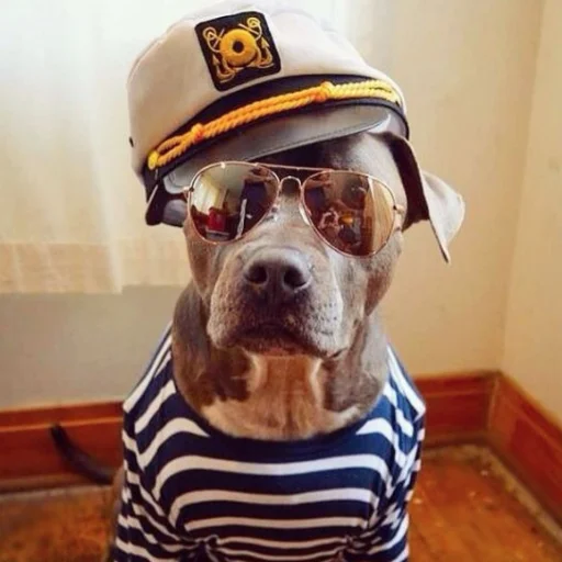 животное ношение комнатный