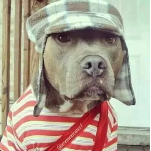 порода собак ношение воротник