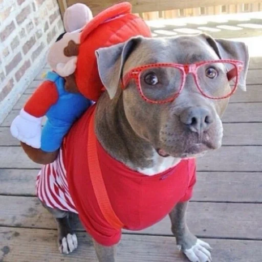 животное порода собак одежда для собак