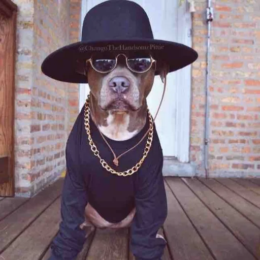 fashion accessory animal hat