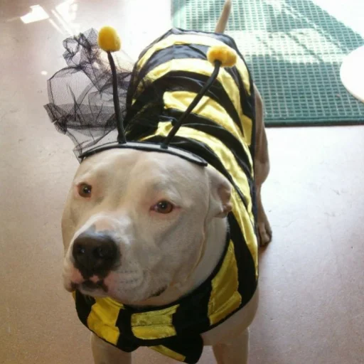 порода собак домашнее животное одежда для собак