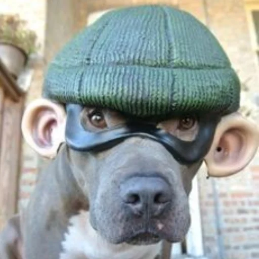 wearing mammal animal