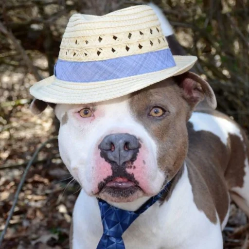 на открытом воздухе воротник порода собак