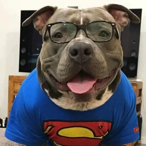 животное порода собак домашнее животное