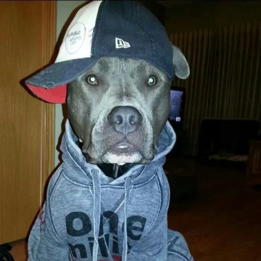 комнатный млекопитающее порода собак