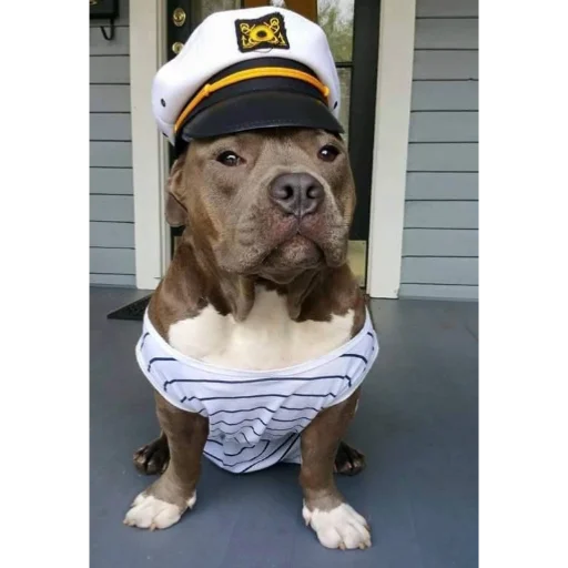 dog breed mammal pet