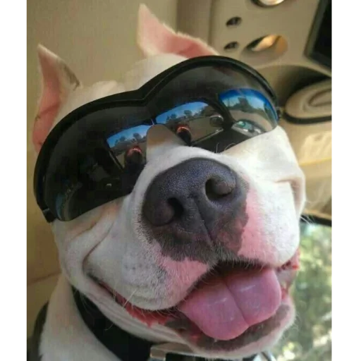 animal pet dog breed