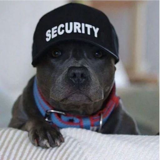 dog breed pet collar