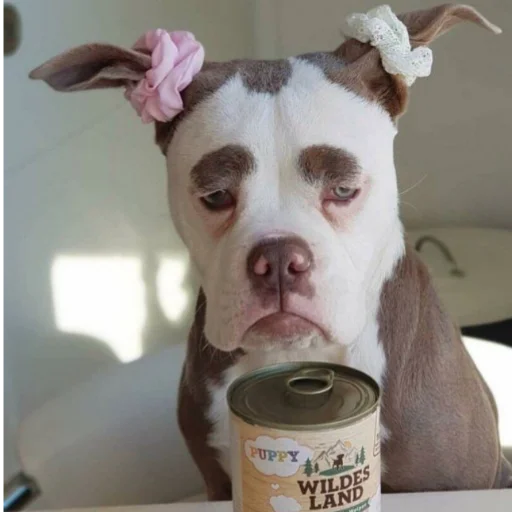 pet indoor dog breed