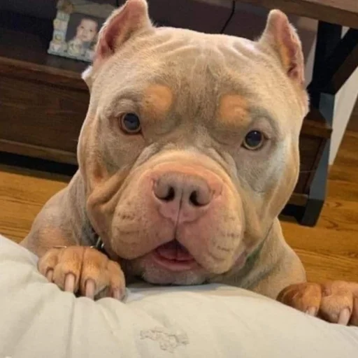 mammal dog breed indoor