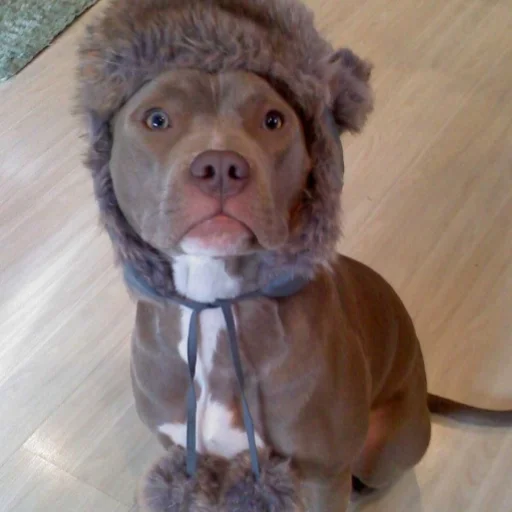 dog dog breed animal